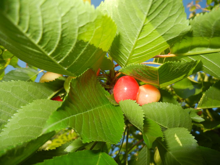 Cherries. Cirese Rubin (2014, May 17)