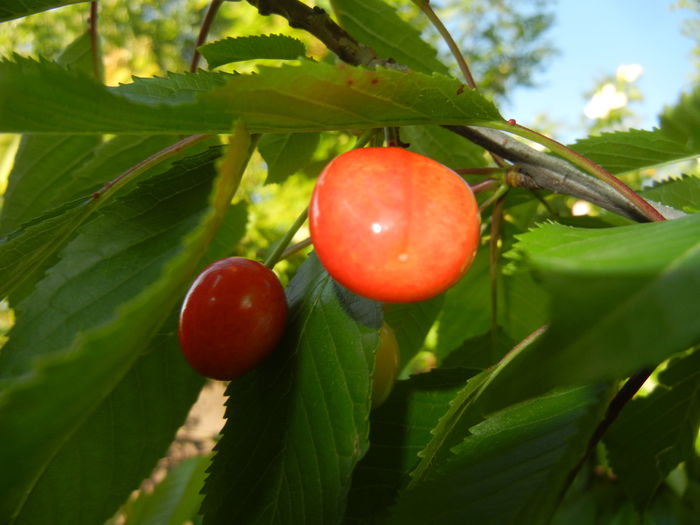 Cherries. Cirese Rubin (2014, May 17)