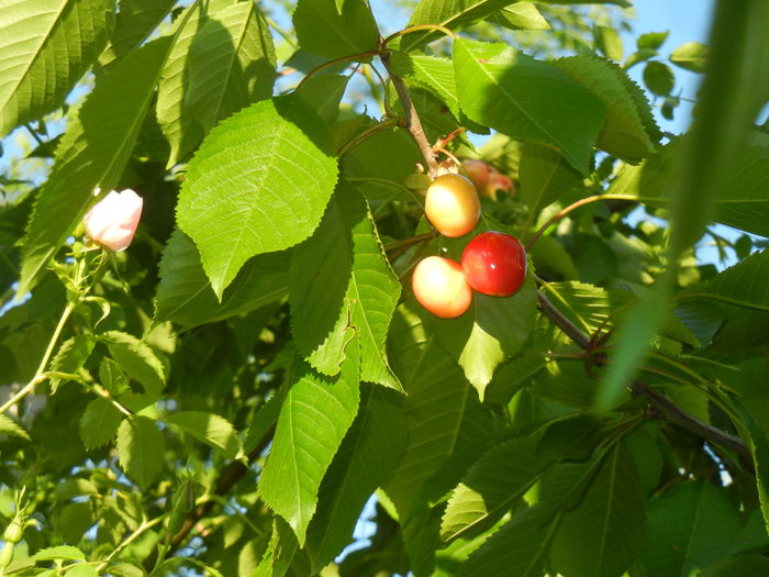 Cherries. Cirese Rubin (2014, May 17)