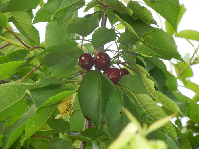 Cherries. Cirese Rubin (2014, May 27) - Cherry Tree_Cires Rubin