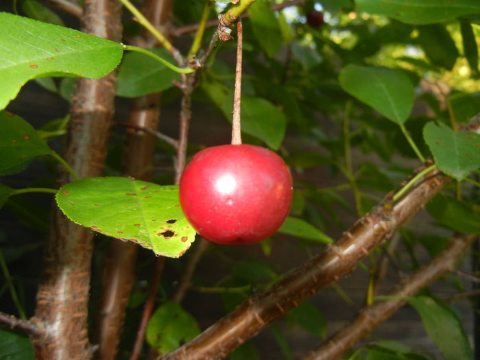 Sour Cherry_Visina (2014, July 01) - Sour Cherry Tree_Visin