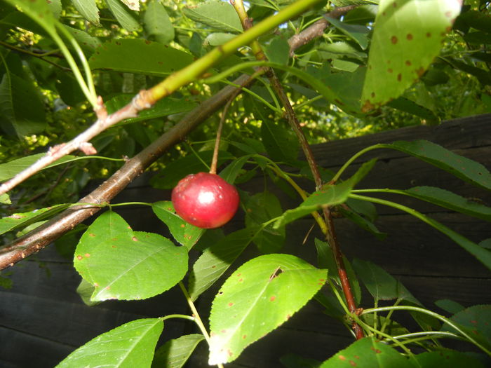 Sour Cherry_Visina (2014, July 01) - Sour Cherry Tree_Visin