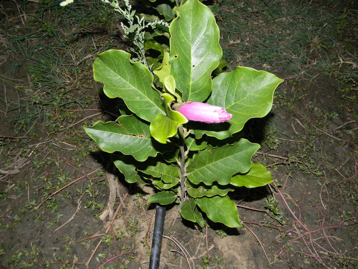 DSCN5405 - magnolii mov primul an 2o14