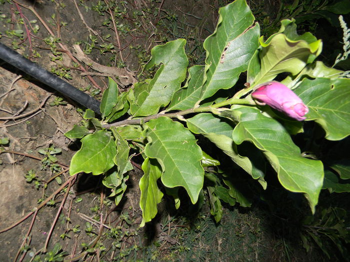 DSCN5407 - magnolii mov primul an 2o14