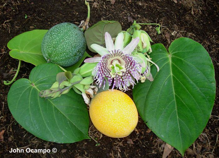 Passiflora_ligularis_Juss - Passiflora granadilla