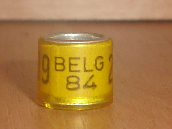 Belg 1984 - BELGIA