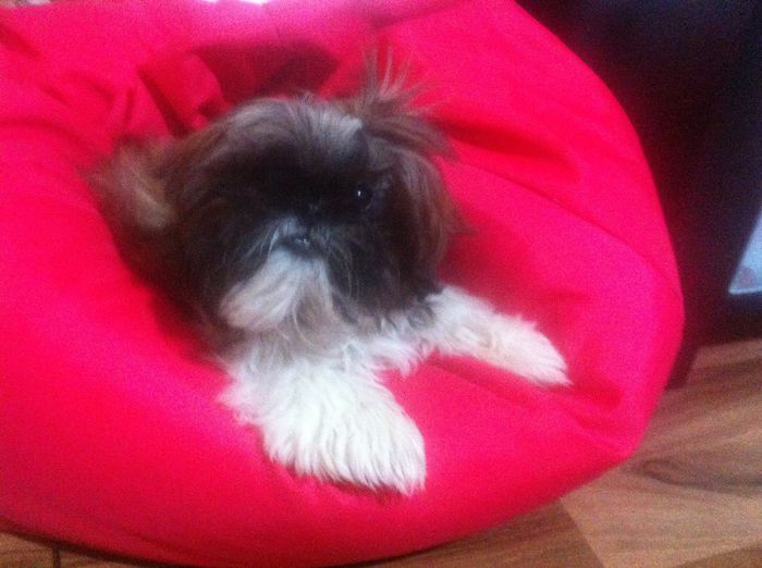 Shi tzu - 00001Contact