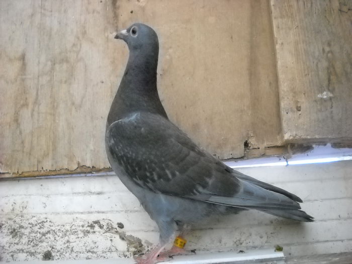 MASCUL 2014; DE LA CRISTI 07-SALAJ
