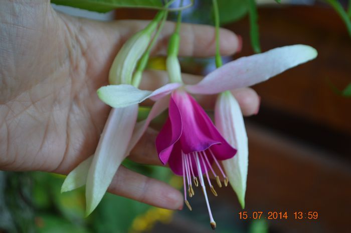 DSC_0615 - Fuchsiile mele-2014