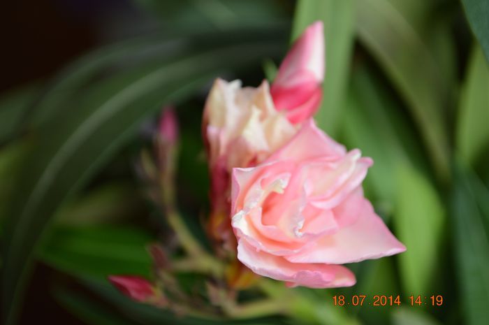 DSC_0639