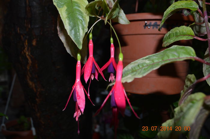 DSC_0652 - Fuchsiile mele-2014