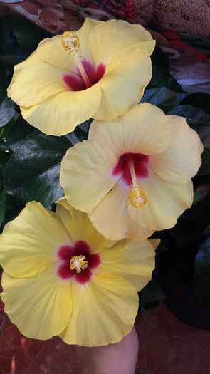 Boreas Yellow