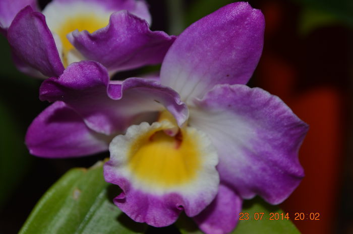 DSC_0656 - Dendrobium nobile