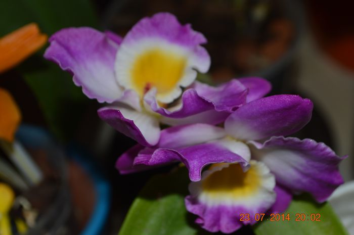 DSC_0657 - Dendrobium nobile