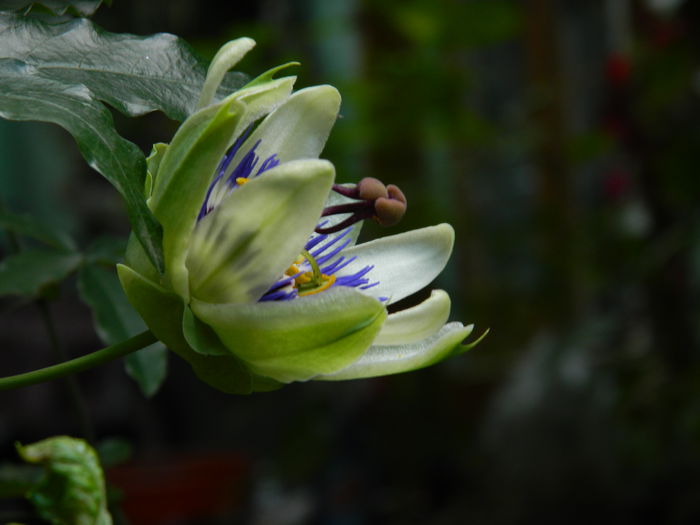 DSCN9600