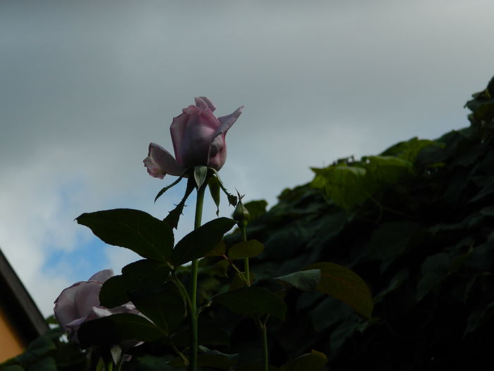 DSCN9617