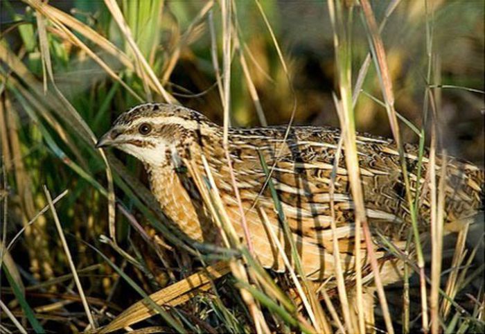 Tăptălagă; =Prepeliţă, pasăre de grâu
