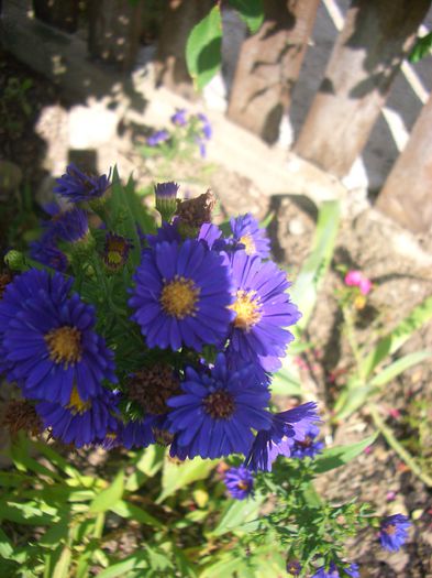 Aster dumosus sapphire - gradina 2014