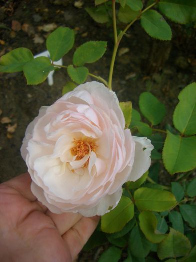 'Heritage' • AUSblush • Roberta; Shrub.  English Rose Collection.  red by David C. H. Austin (United Kingdom, 1984).
