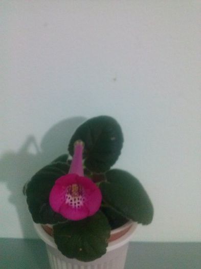 CAM00275