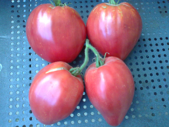 PINK CUOR DI BUE-2498; PINK CUOR DI BUE
