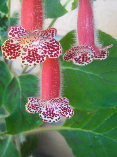  - 0 Zambetul florilor