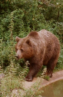 animale-salbatice-urs-brun-3 - Animale salbatice