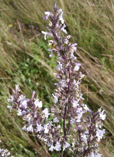 IMG_20140622_094623 - FLORI DE CAMP