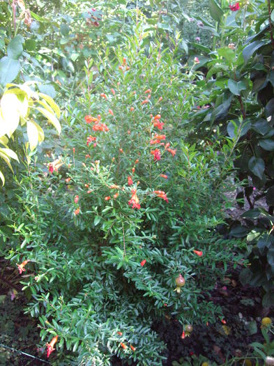 mini rodie de gradina