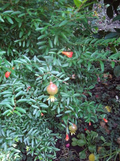 mini rodie de gradina