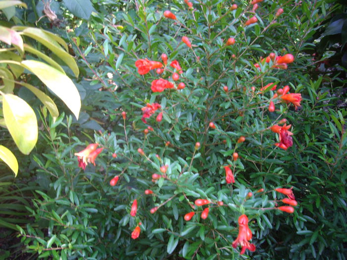 mini rodie de gradina