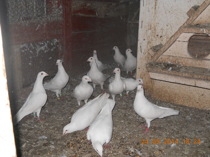 takla si satineti 015