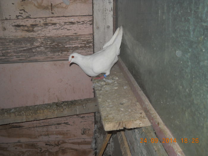 takla si satineti 023