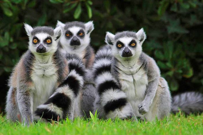Lemurii din Madagascar - deeascumpik