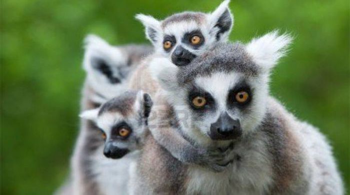 10644922_506459852790814_8418572441500034776_n - Lemurii din Madagascar