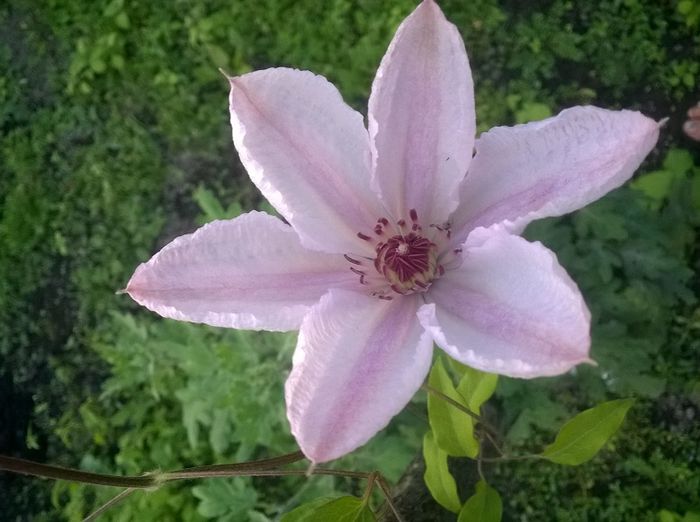 WP_20140919_002 - Clematite de la Cornelia79