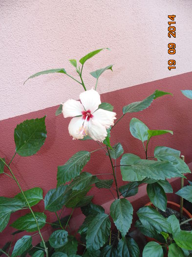 DSC05452 - Florile mele 2