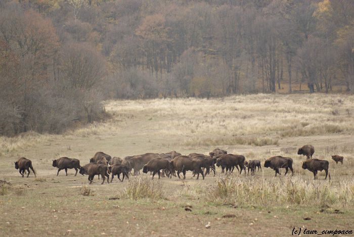 zimbri-bison-bonasus-Wisent-zimbrariaNeagra-Bucsani17; https://myspace.com/ion.dragos.sireteanu/music/album/relax-19500370
