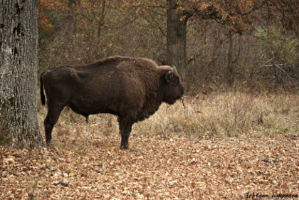 zimbri-bison-bonasus-Wisent-zimbrariaNeagra-Bucsani5; https://myspace.com/ion.dragos.sireteanu/music/album/relax-19500370
