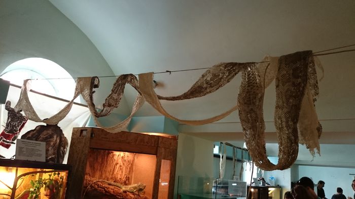 DSC_0412 - expozitie reptile alba iulia