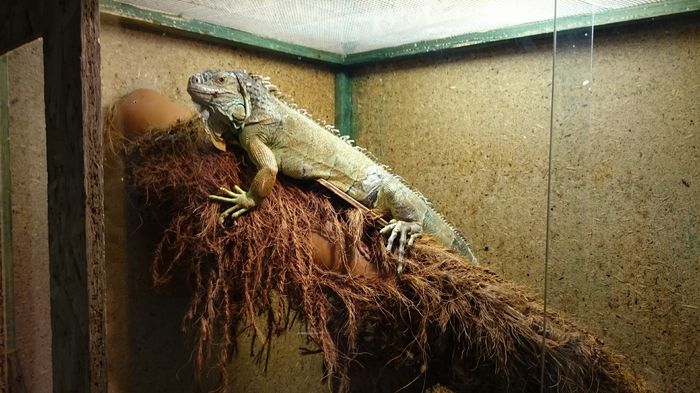 DSC_0427 - expozitie reptile alba iulia