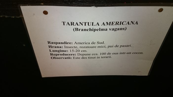 DSC_0428 - expozitie reptile alba iulia