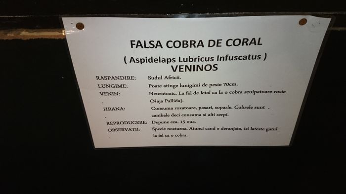 DSC_0434 - expozitie reptile alba iulia