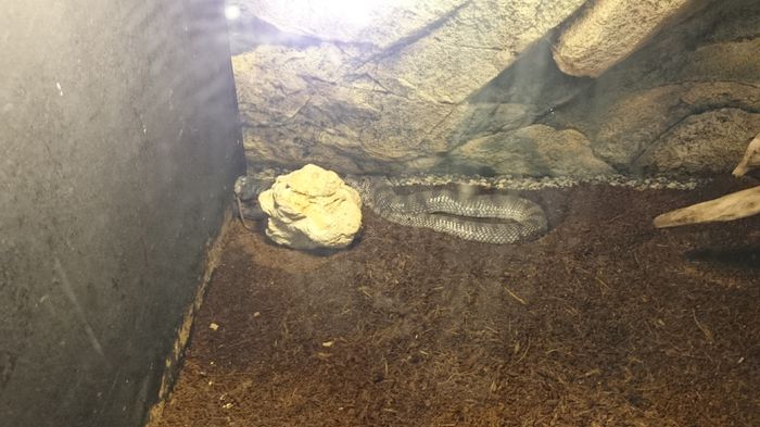 DSC_0435 - expozitie reptile alba iulia