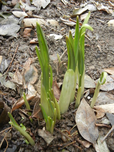 2014, March 03 - 03 Garden in March