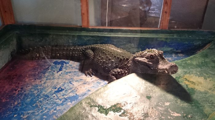 DSC_0447 - expozitie reptile alba iulia