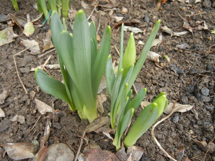 Narcissus_Narcise (2014, March 03) - 03 Garden in March