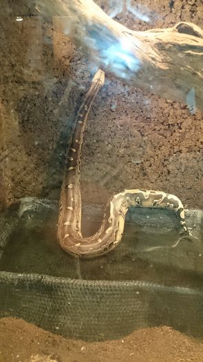 DSC_0467 - expozitie reptile alba iulia