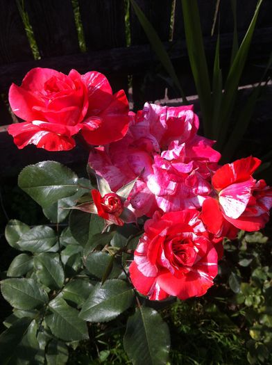 12 - Achizitii trandafiri Florov 2014