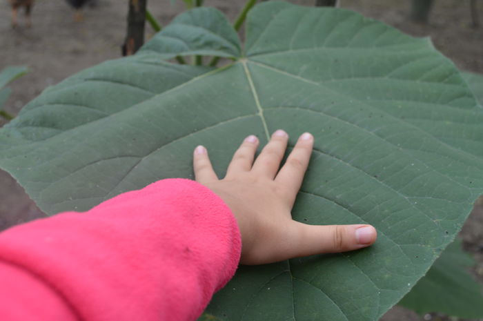 Paulownia